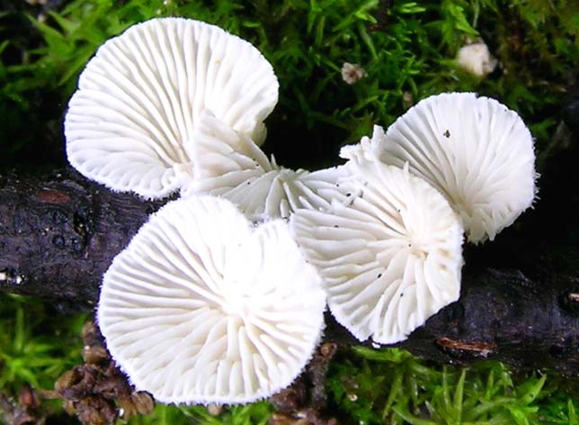 Chaetocalathus craterellus